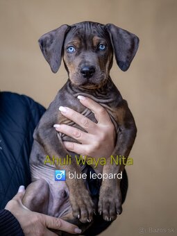 Louisiansky leopardí pes – šteniatka s PP - 2