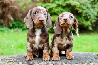 Šteniatka čivavy a jazvečíka s rodokmeňom na adopciu - 2