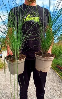 Pink Muhly grass - Muhlenbergia - 2