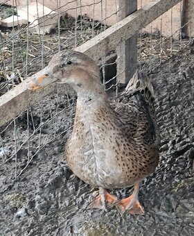 Ruanske kačice 1+2 - 2