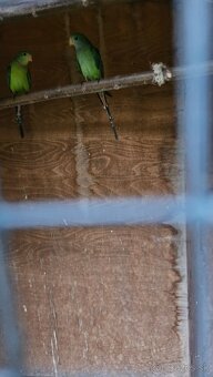 Baraband, papagaj nadherný - 2