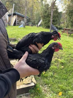 Kohút Sebritka x Paduánka - 2