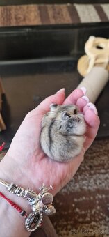 Škrečky džungarské - 2