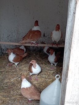 Moravský pštros žltý - 2