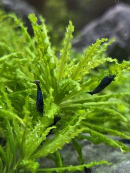 Neocaridina Blue Dream - 2