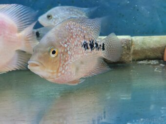 Super Red Texas 🔥 - 2