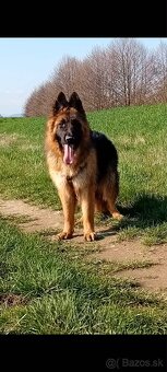 Nemeckého ovčiaka.” - 2