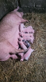 Predám 150kg svinku. - 2