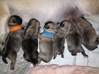 Mops - Štěňátka - 2