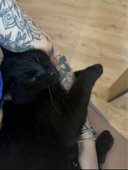 Darujem kocúrika Blackyho do dobrých rúk 🖤 - 2