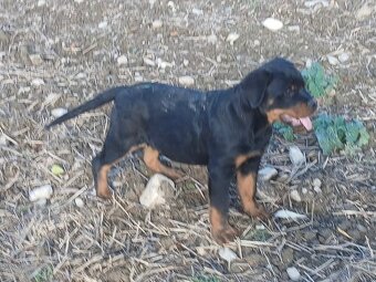 Rottweiler, rotvajler, rtw - 2