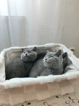 Britské mačiatka, Britská modrá - 2