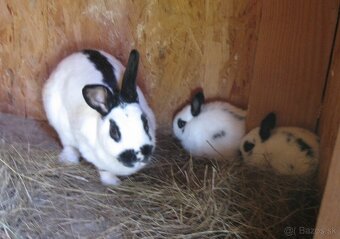 Predám českého strakáča - 2