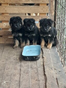 Predám šteňatá N.O. - 2