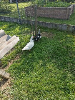 Pižmove kačice - 2