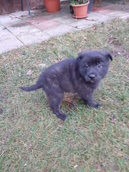 Darujem šteniatka - 2