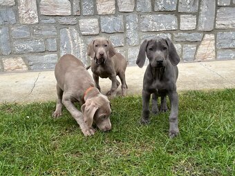 Weimarský stavač šteniatka - 2