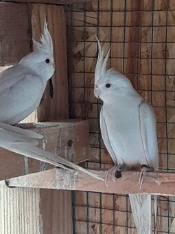 Predám biele korely - 2