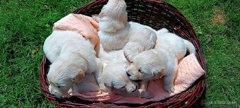 Golden Retriver šteniatka - 2
