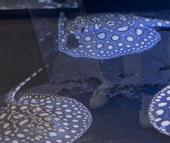 Raje, potamotrygon blackdiamond hybrid - 2