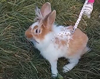 Trpasličí zajac – darujem - 2