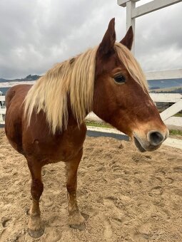 Chladnokrvá kobyla - 2