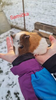 Morské prasiatko - 2