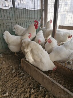 Predám nasadové vajcia - 2