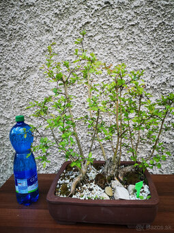 bonsai 9 - 2