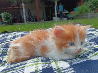 Maine coon - 2