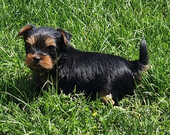 Yorkshire terrier - 2