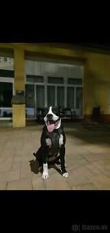 Predám amerického staforda - 2