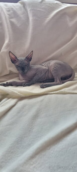 Kanadský sphynx - 2