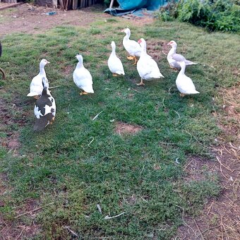 Predám činske kačice 6 mesačné. - 2