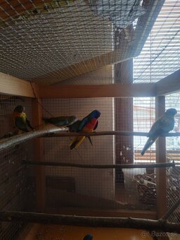 Papagáj spevavy, neoféma,rozela - 2