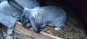 Predám zajacov VS/FB - 2