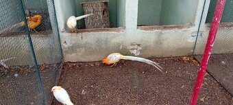 BAŽANT BROSKVOVÝ - 2