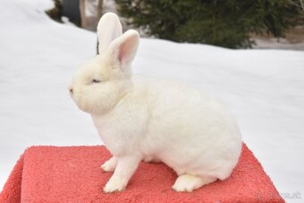 Predam Viedensky biely - 2