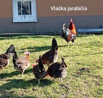 NV Vlaška jarabičia - 2