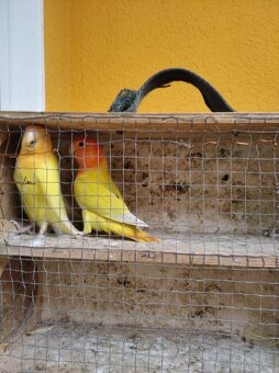 Agapornis ružovohrdlý - 2