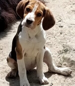 Beagle, bigel, bigl bez PP - 2
