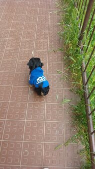 Yorkshire terrier - 2