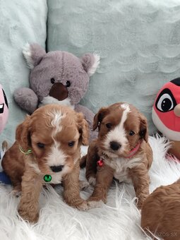 Cavapoo - 2