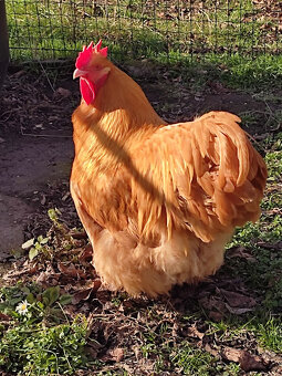 Predám čistokrvné kuriatka orpington - 2