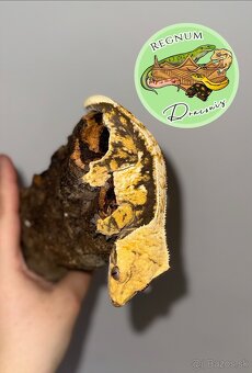 Pagekon riasnatý - 2