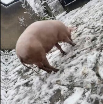 Predám ošípané  2.40 za kg - 2