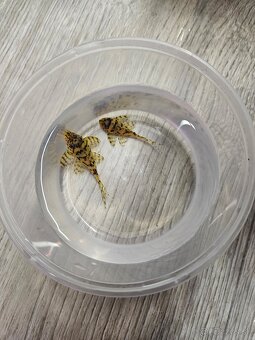 L 236 Super Yellow - odchov - 2