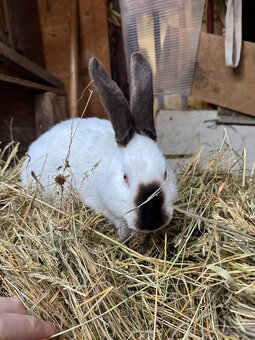 Kalifornský králik - 2