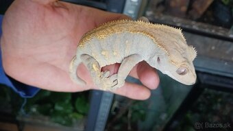 Pagekon riasnaty - 2