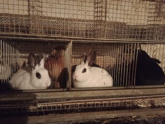 Predám králiky - 2